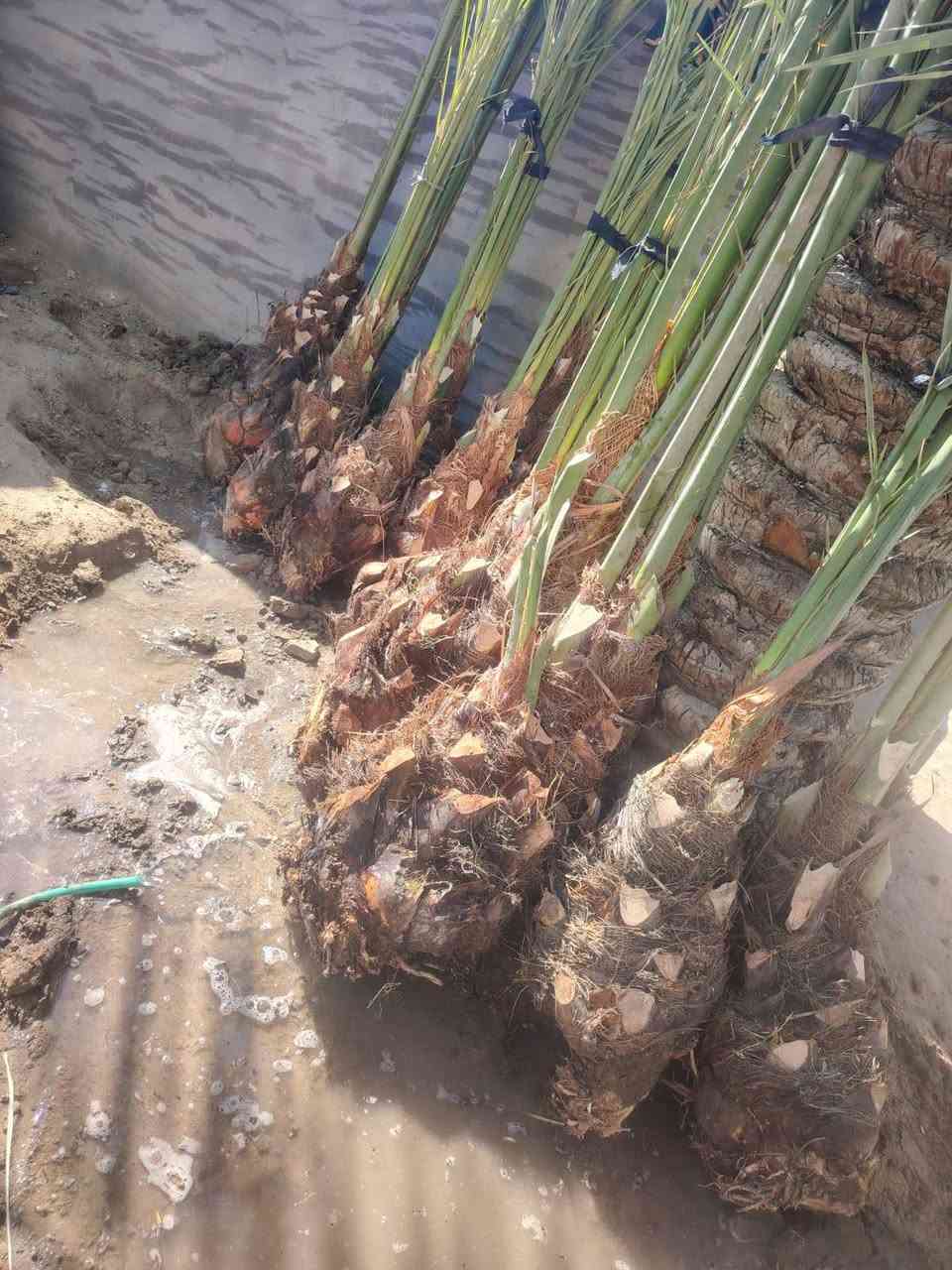 سلام عليكم يوجد فسأل برحي مكتومي قرفلي جبجاب بريم مجهول بلكه عنوان بابل قرب سيطره ر***********
