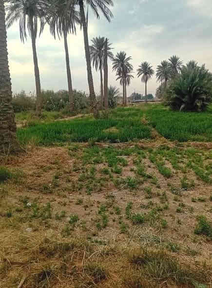 بستان للبيع عشره دونم ونص واجهه علي الشط جنس الارض بستان تباع مع البيوت عدد البيوت خمسه مزروع اجود انواع التمور والحمضيات والتين والرمان مع اربع مواطير غطاس الا تصال علي الرقم ***********
