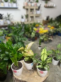 عروض • ديكور • حديقة