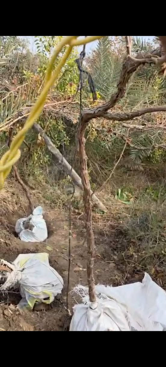 السلام عليكم
يوجد اشجار عنب للبيع
نوع  حلواني
شجره حماله وكامله
السعر 15الف  وبيه مجال
العنوان الصويره طريق المطار
الستفسار
***********
