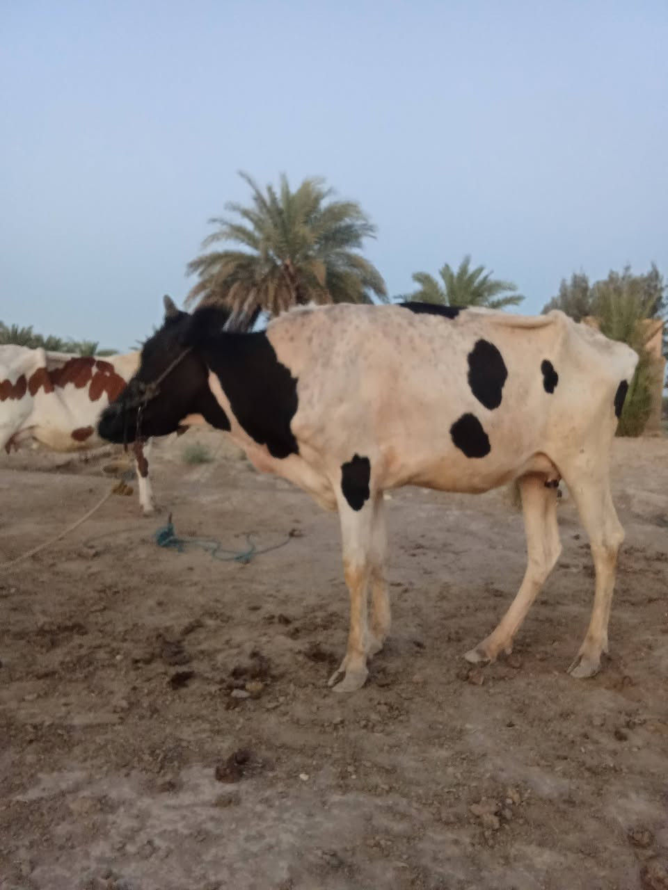 يا الله اللهم صل على محمد وال محمد
بجر اول بطن طوارف مشروطه على كل عيب 

شرط النصاحه والجني السعر. 1250

المكان بابل الشوملي يوجد توصيل حسب التفاق 

***********. بي واتساب
