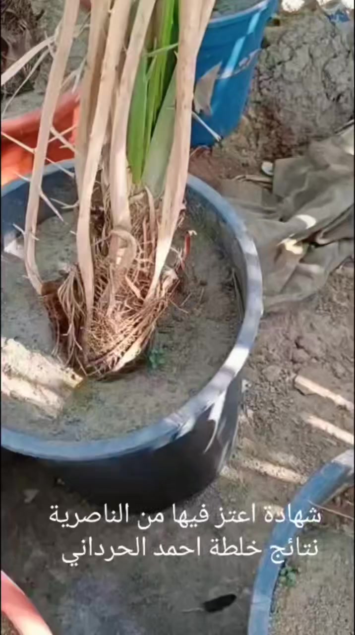 #خلطة_احمد_الحرداني وشهادة اعتز فيها من الناصريه 
 #للحجز_مراسلتنا


**إذا كنت صاحب هذا الإعلان وتريد حذفه لأي سبب، رجاءا أرسل رسالة إلى الدعم الفني**