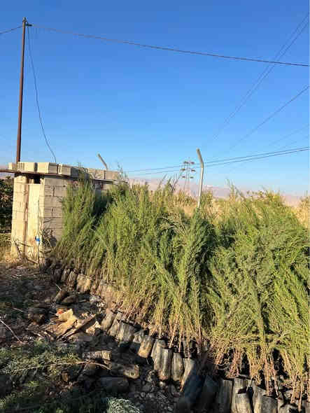 ‎تەنها ۲ هەزار .  !!!!!!!!!!!!!!!!!!!!!!!!!!!!!!!
‎سەرو(سنەوبەر)ی عامودی
‎‏‎نەمامەکان لەکیس دان ئەتوانیت ئیستا بیانچینیت 
‎نەمامی ۸٠ سانتیم تا مەتر و سی سانتیم نرخی ۲ هەزار
‎لە ۸٠ سانتیم بچوکتر 
‎نرخی ۱٥٠٠
‎گەیاندن ھەیە بۆ ھەمو کوردستان  
‎گەر نەمامە کان ھەمان وەسف نەبون ئەتوانیت پێش ئەوەی وەری بگریت بیگەرینیتەوە 
   ***********
   ***********
‎📌 ناونيشانی نەمامگە 
‎ رانيە—گوندی كانيماران رانية
