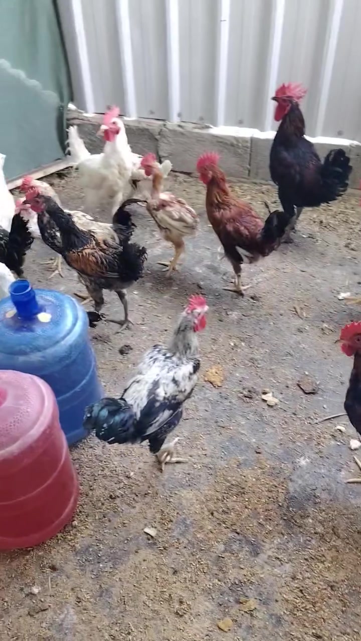 للبيع السعر خاص  شلع ابيع


**إذا كنت صاحب هذا الإعلان وتريد حذفه لأي سبب، رجاءا أرسل رسالة إلى الدعم الفني**
