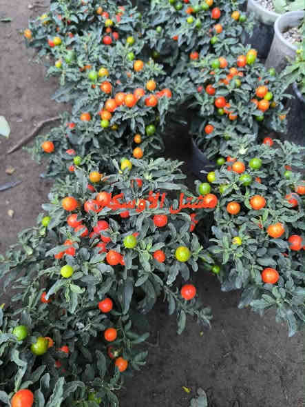 كرز زينة او طماطة الزينة 

متوفر بسعر 5,000

📍 زورونا في موقعنا:
مشتل الأوسكار – حي الحنانة – شارع نجف _ كوفة
(مقابل غرفة تجارة النجف و فريندز كافيه ومطعم شريف– مجاور متنزه الحنانة العائلي)

🕗 أوقات الدوام:
من 8:30 صباحاً إلى 8:00 مساءً

📞 للطلب والاستفسار:
*********** – ***********
(اتصال / واتساب / مراسلة عبر فيسبوك)
 متوفر دفع  زين  كاش ومتوفر ماستر  

🚗 يتوفر توصيل داخل النجف
موجودين في تطبيق توترز لبعض المواد الزراعية 

أهلاً وسهلاً بكم دائماً في مشتل الأوسكار 🌹🌹🌹
