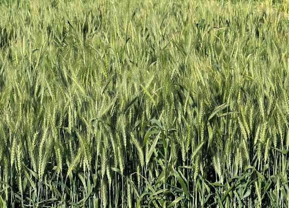 ‎تتوفر بذور صنف الحنطة المسجلة والمعتمدة في وزارة الزراعة ( النخبة) والتي يمكن للمزارع تسويقها للسايلوات العراقية كافة.  
‎صنف (النخبة) اثبت جدارة بعد  زراعته من قبل الكثير من الفلاحين في عديد من المحافظات  العراقية واكدوا على ان صنف (النخبة)  يمتاز بعدة مواصفات: 
‎١. صنف كثير التفرعات حيث تصل إلى ٣٠ فرع  و سنابلها الرئيسية والتي بالتفرعات كلها بنفس الارتفاع بحيث  كل السنابل تجي بالحاصودة وماتصير عدكم خسائر . 
‎٢. تقاوم البرد واذا تنثلج ماتحترق اوراقها وتبقى خضرة ونشطه لانه أصلها روسية. 
‎٣. افضل وقت لزراعتها منتصف  شهر 12 حتى منتصف شهر الواحد حتى ميصير ادغال مع الحنطة وبالتالي ماتكافحون .وايضاً يقل تعرضها للإصابة بالأمراض.
‎- كان سعر البيع  من شركة نخبة وادي الرافدين الشركة الحصرية المسوقة للصنف   المغلف امهات سعر الطن  2.5 مليون (مليونين ونص).  على طول الموسم .
‎سارع عزيزي المزارع إلى حجز الكمية من مخزن الصويرة لشركة النخبة مغلفات النواة او الامهات  الكمية المتوفرة فقط 10 طن انتاج 2025. سعر الطن 1500  مليون (مليون ونص) …شراء الكمية كلها تحصل على تخفيض .
‎كما توجد كمية محدودة في  مخزن الشركة في محافظة ديالى منطقة خان بني سعد انتاج 2024 سعر الطن 1250 (مليون وربع ) عند شراء الكمية كلها تحصل على تخفيض ..

للحجز والاستفسار على الرقم التالي
***********
