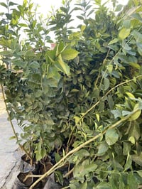 يوجد جميع انواع الشتل لبيع  برتقال 3,500 سندي3,000  لالنكي3,000 تين نو...