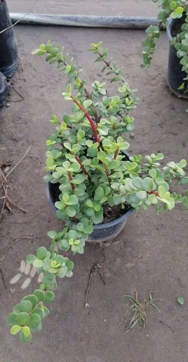 يتوفر شتلات حلوات وخشنات بأسعار مناسبة...
جهنمي لون وردي ولون حني ولون ابيض،،  دمعة طفل، انتران، دم العاشق، لفيرا، جلد النمر، كرن الغزال، عين البزون لون ابيض وردي، العنوان ابي غرق مقابل البلدية عبر البزل خلف الحسينية أو خلف المولده للتواصل ***********
