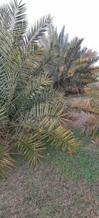 كاع للبيع • ١٥دونم • طريق كربلاء نجف