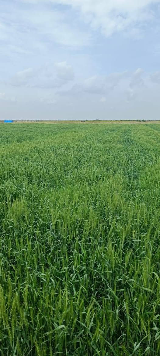 🌾📸 متابعة ميدانية لمزارع الحنطة في قضاء النعمانية
📞 للتواصل مع المزارع:
***********
ضمن الجولات الحقلية المستمرة، يواصل كادر مكتب الزيتون الزراعي متابعة مزارع الحنطة في قضاء النعمانية، للاطلاع على واقع المحصول وتشخيص الحالات الحقلية بشكل دقيق.
🔍 تضمنت الزيارة:
✔️ تقييم الحالة العامة للنبات
✔️ متابعة مراحل النمو وطرد السنابل
✔️ تشخيص الإصابات المرضية والحشرية
✔️ تقديم التوصيات الفنية المناسبة لكل حقل
✔️ وضع برامج تسميد ومكافحة حسب حاجة المحصول
🌱 هدفنا هو رفع كفاءة الإنتاج وتحقيق أفضل مردود للمزارعين من خلال الإرشاد العلمي والخبرة الميدانية.

📞 للاستفسار والمتابعة:
مكتب الزيتون الزراعي
بإدارة المهندس جمال السامرائي
