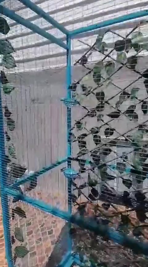 قفص تسكام جديد مامستعمل للبيع العنوان الإسكان


**إذا كنت صاحب هذا الإعلان وتريد حذفه لأي سبب، رجاءا أرسل رسالة إلى الدعم الفني**