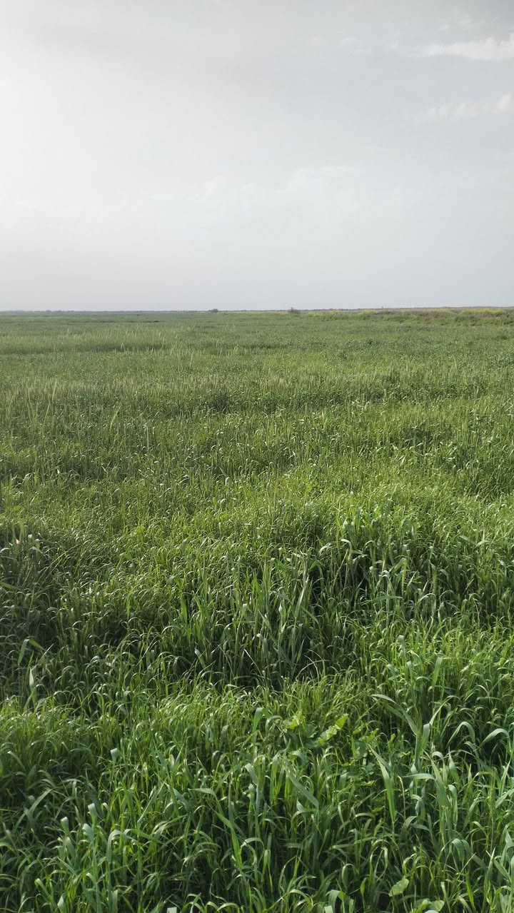 سفحه للبيع
120 دونم

المكان واسط كوت 

دلمج المزاك 

للاستفسار الاتصال ع 

***********
