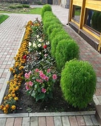 بذور كفشة مريم • مكنسة الجنه • السماوه