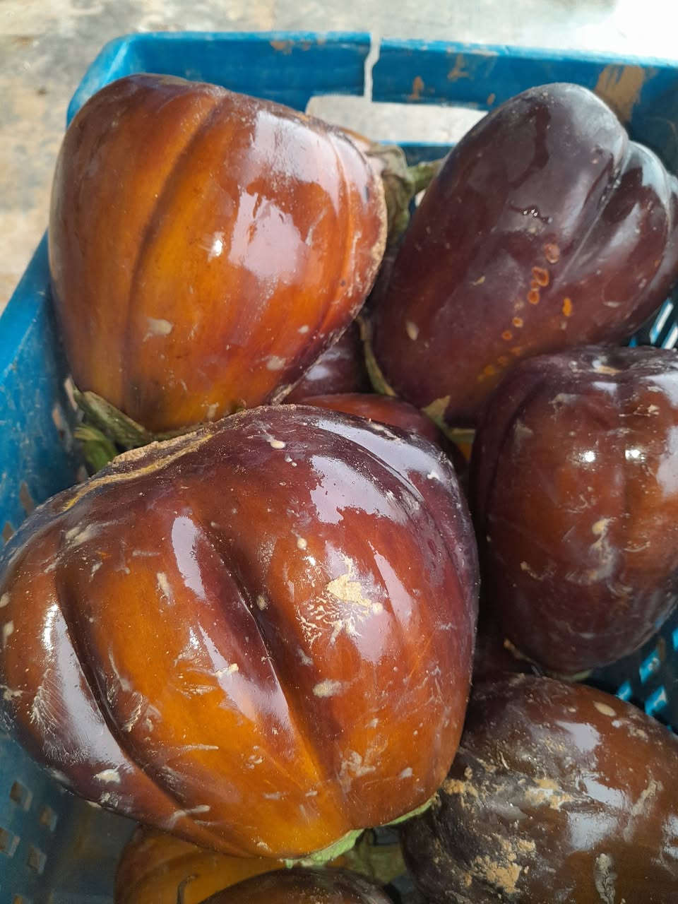 يوجد حب بيذنجان درجه اولئ
سعر كيلو 50/الف الاتصال على هذا رقم
***********
