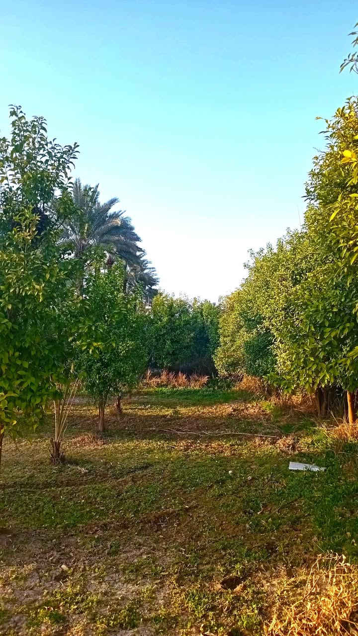 3000 متر  دونم و 500م طابو سند 25 تحويل مباشر بائسم المشتري 
تبليط أسواق مدارس قريبه مشجره حمضيات أشجار تفاح نخيل عمراني ترهم منتجع سياحي ترفيهي عائليه أو للسكن ... العنوان بغداد ناحيه الراشدية منطقة البوحياة 
***********
