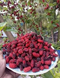 تكي كندي • احجام كبيرة • أبو رندة القديم