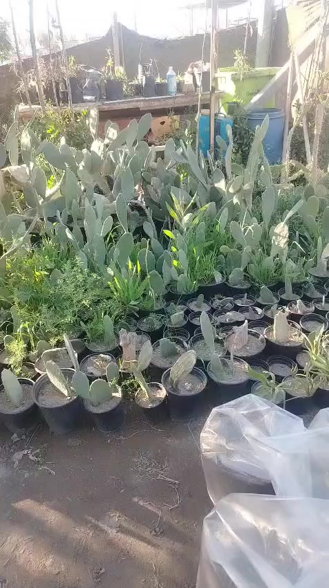 بسم الله الرحمن الرحيم وصلت الوجبه الجديده من النباتات والورود الموسمية والبتموس والسماد الحيواني والحمضايات والعرموط والمشمش والكوجه بنوعيه رقم الحجز *********** ويتوفر توصيل ايضا نورونا في مفرق السده مجاور المستوصف البيطري
