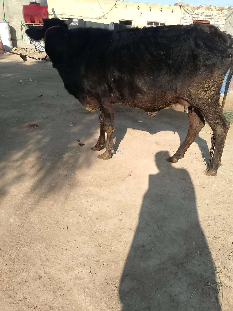 سلام عليكم هايشه لجبه تحلب كل شروط الجني أم ثاني سعر 1100بابل شوملي يوجد توصيل ***********
