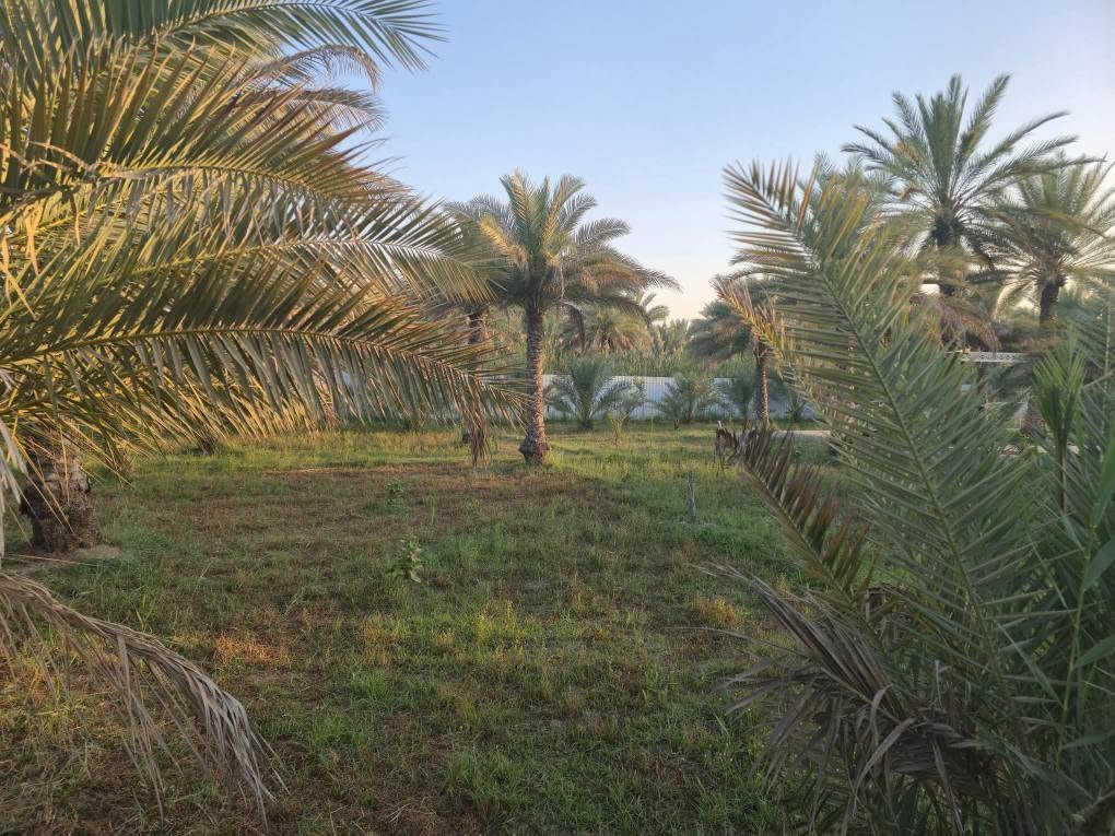 نص دونم طابو صرف تحويل على نهر كبير يربط شط العرب موقع جدا مميز وقريب من الطريق السياحي الداخلي ٥٠متر عن الشارع العام السياحي الداخلي البصره ابوالخصيب منطقة الصنكر ***********# ابو الخصيب, البصرة
