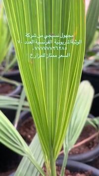 مجهول نسيجي من شركة الوثبة الماريونية  الفرنسية بعمر ١٠ اشهر  ٠٧٧٧٧٧٢٦...