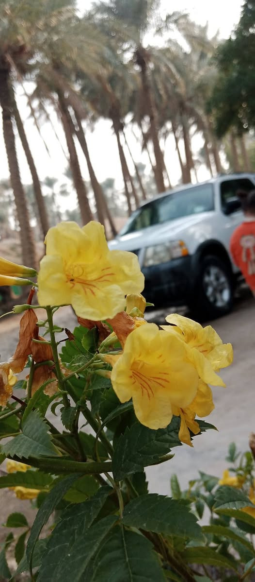 السلام عليكم اخوان 
عندي سياره للبيع.
 فورد اكسبلورر
موديل2003
المواصفات:
خليجيه
السياره مابيهه ضربه ومابيه صبغ
سياره بلاديه 
محرك كير مكفول
7 راكب عائليه
تبريد وتدفه شغال
تخم تاير جديد
اللون ابيض
رقم انكليزي /بغداد
بأسمي 
هزه جديده
السنويه لغايه2030
السعر 85ورقه وبي مجال لشراي
رقم الهاتف/***********
