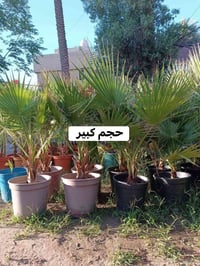 عرض خاص لأصحاب مشاتل الجملة  يتوفر لدينا نخيل الواشنطونيا  مزروع بالسن...