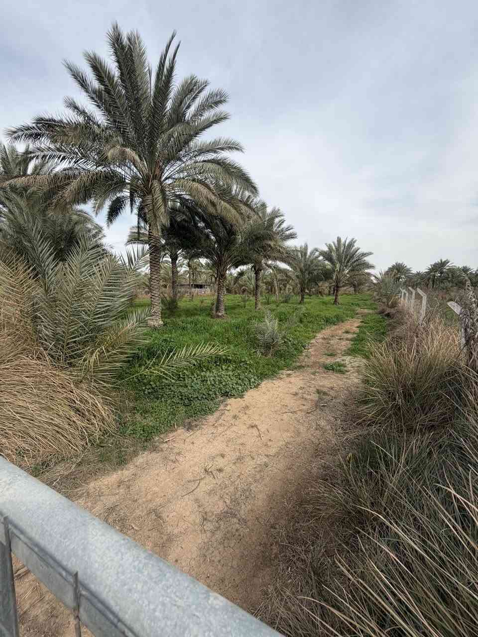 السلام عليكم4دونم مزرعة  البيع في بغداد الراشدية تبعد عن شارع عام كيلو سندد 25 (ماي سكي ماي ساله تبليط المعرفه تفاصيل كاملة تصال ع الرقم ***********
