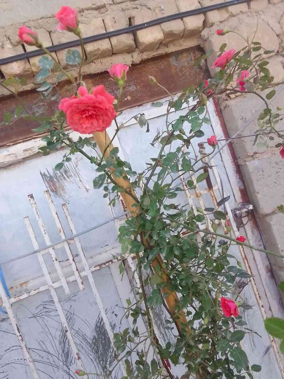 توفرت وجبه ماشالله توصيل داخل مركز ديوانيه


**إذا كنت صاحب هذا الإعلان وتريد حذفه لأي سبب، رجاءا أرسل رسالة إلى الدعم الفني**