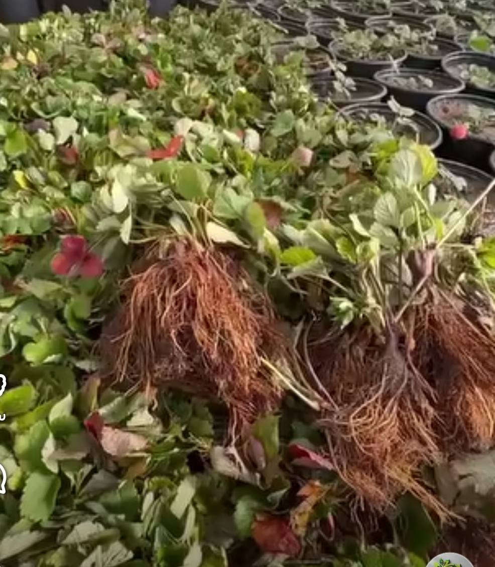 السلام عليكم
شتلات فراوله تنخيل 
لطلب والحجز واتساب *********** السماوه أو مراسلة الصفحه يوجد خدمة توصيل طلبات داخل السماوه ولكافة المحافظات لباب البيت أنواع البذور الاستوائية النادره
