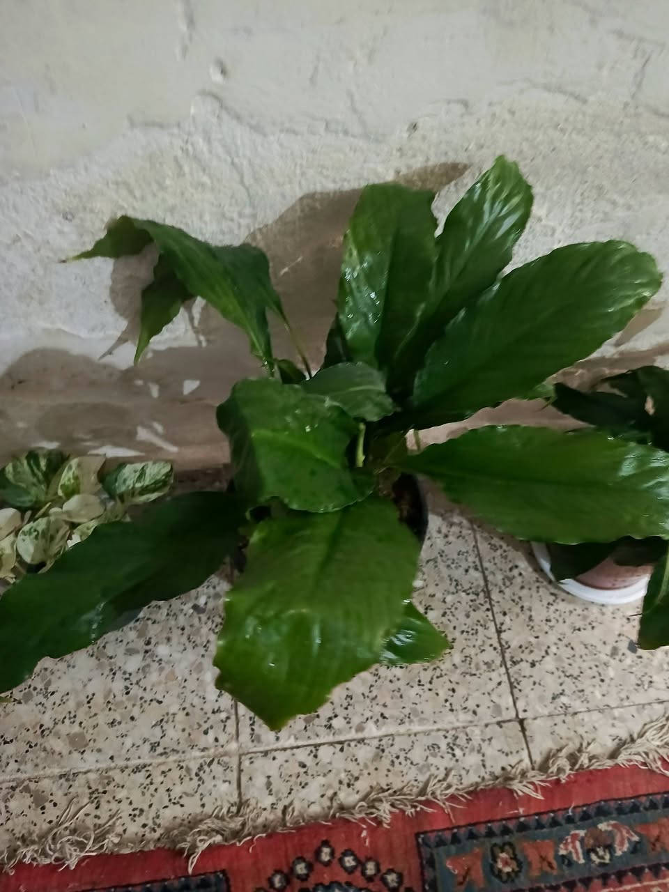 سلام.... توجد خدمه توصيل لجميع المحافظات وداخل كركوك


**إذا كنت صاحب هذا الإعلان وتريد حذفه لأي سبب، رجاءا أرسل رسالة إلى الدعم الفني**