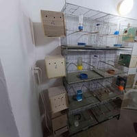 اقفاص طيور • كاملات • كركوك شارع القدس