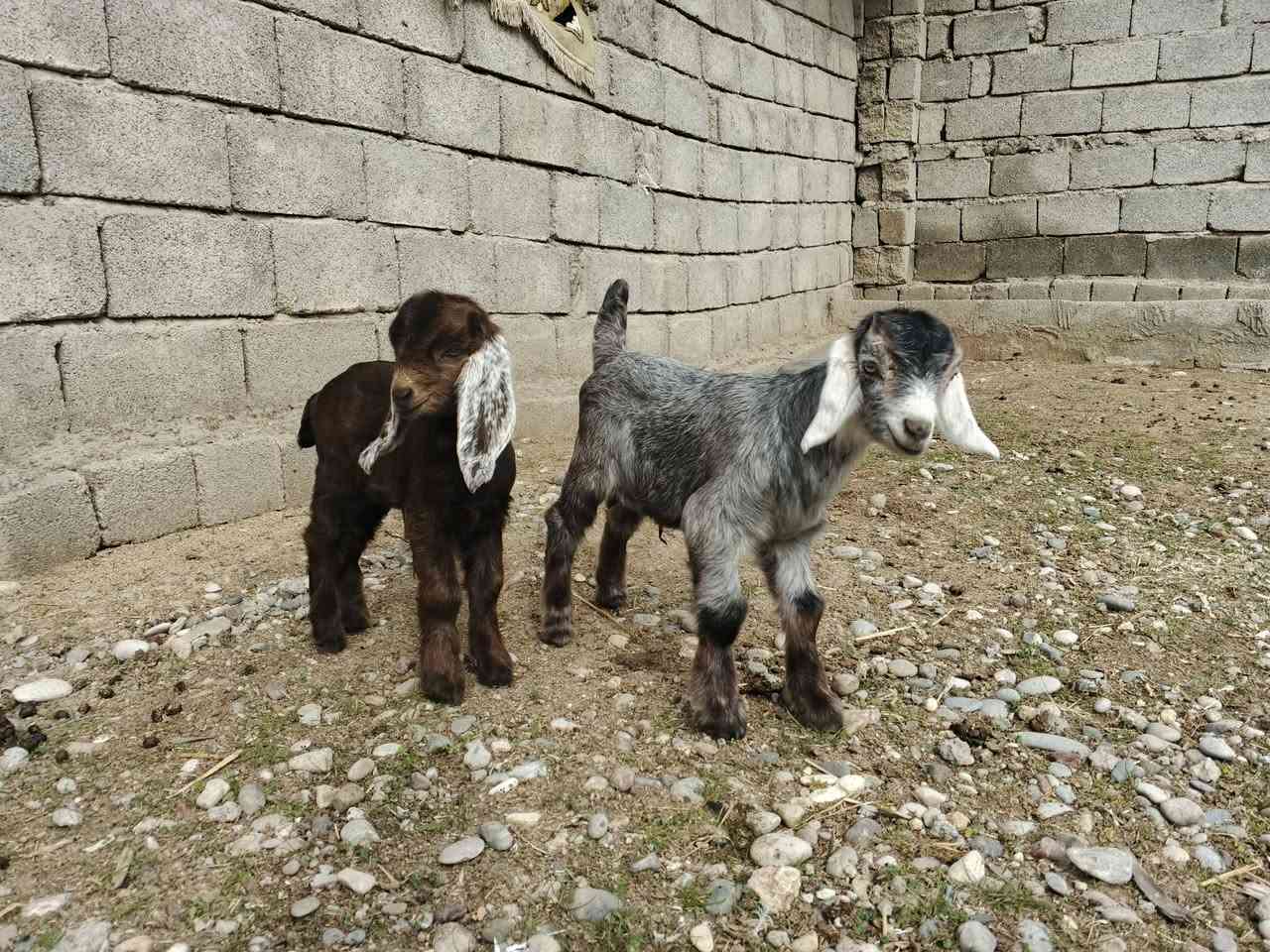 عنز لبيع ور توم حليب خير من الله شرط على كل شيء مل جني السعر 500الف قفل قفل اتصل ‏‏‪***********‬‏
