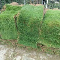 ثيل هندي • شارع علوة • قريب دائرة نفوس