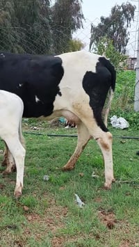 ياالله اللهم صلى على محمد وال محمد بجر هولشتاين أول بطن ورها عجل و علي...