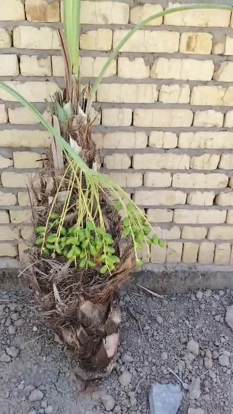 من بعد اذن الادمن
السلام عليكم ورحمة الله وبركاته
يتوفر فسائل شويثي اصفر ب٦ مع القلع أحجام وسط
ويتوفر فسائل شكر وخضراوي وزهدي وديري ب٤ مع القلع
ويتوفر فسائل بلكات مجذر وقلع
ويتوفر فسائل عمراني
اليريد يجي خاص اويتصل ***********
ويتوفر توصيل لكافه محافظات العراق
ونتعهد بالصنف لحين الاثمار
ويتوفر وصل ضمان بالصنف تضمن بيه حقك
ويتوفر كادر لزراعة الفسائل
