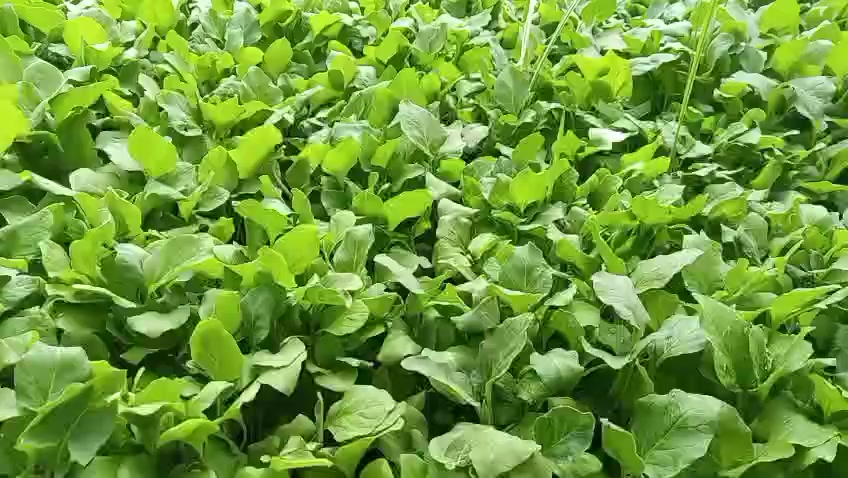 تتوفر لدى @مكتب العبيدي للتجهيزات الزراعية 
شتلات زراعية 

فلفل حار 🌶 

فلفل بارد 🫑

طماطم 🍅 

باذنجان 🍆 

_______________

وبأسعار مناسبة جداً

للتواصل والاستفسار الإتصال على الرقم ***********

🚩 العنوان : سوق هيت _ قرب مقهى فيصل _ مقابل القصاب خانة القديمة 
بأدارة الحاج جاسر العبيدي والحاج نعيم العبيدي
