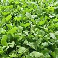 شتلات زراعية • هيت • أسعار مناسبة