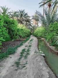 ٢٢ دونم • شاطي دجلة • ١٠٠ نخلة