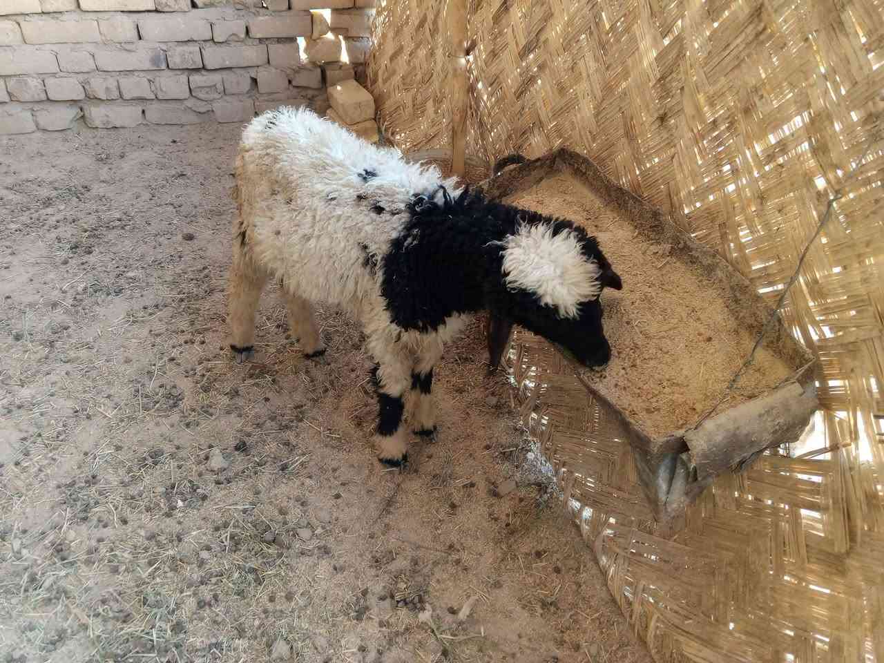 السلام عليكم جمعه مباركه للجميع 

طليان ذكر ونثايه اثنين خشنات وسمان شحم ولحم 

مشروطات من كلشي مكاني بالفهود والشراي يدلل راسلني خاص وتدلل //الاسعار =

 الذكر  الخشن ب 250 بي مجال للشراي 

النثيه الخشنه ب 240 وبيهه مجال للشراي يدلل 

النثيه الزغيره ب 155 وبيهه مجال للشراي يدلل


**إذا كنت صاحب هذا الإعلان وتريد حذفه لأي سبب، رجاءا أرسل رسالة إلى الدعم الفني**