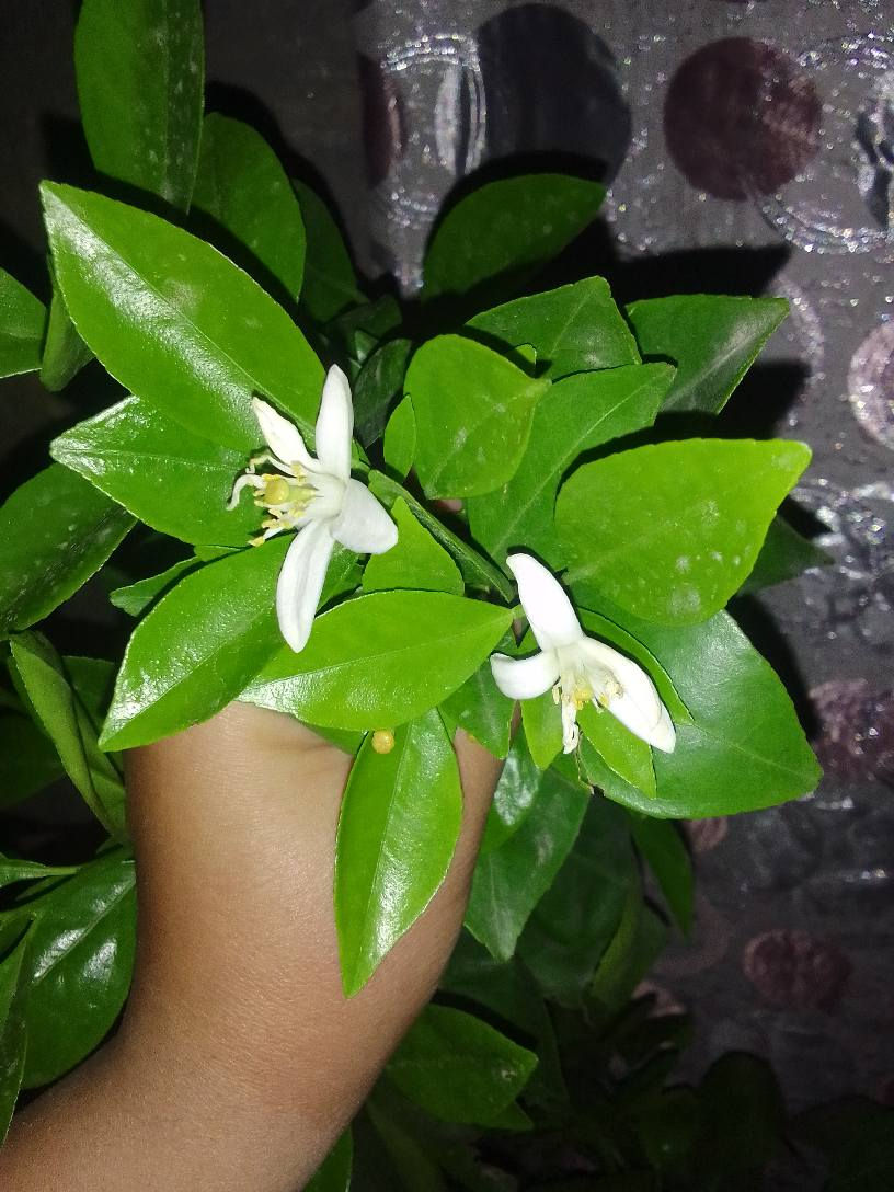 متوفر اشجار حمضيات محمل ثمار 🥰🥰 برتقال ليمون تكي رارنج توصيل داخل مركز ديوانيه 🌱🌱 ديوانية, القادسية


**إذا كنت صاحب هذا الإعلان وتريد حذفه لأي سبب، رجاءا أرسل رسالة إلى الدعم الفني**