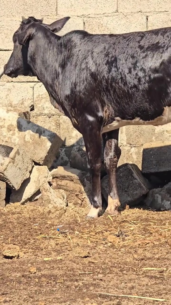 بجر سمينه ترهم جني وكصابه المكان العماره رقم *********** (***********
