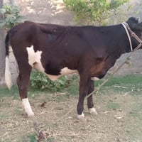 بقر ام الصره • عجل ام الصره • بقر للبيع • عجل للبيع • صلاح الدين الشرق...