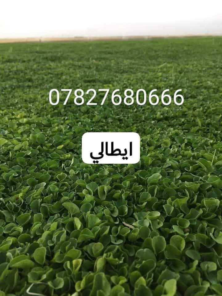 في بداية الموسم الجديد نعلن لكم بيع الثيل الهندي #درجة اولى خضار ١٠٠./. يتحمل جميع الظروف المناخيه
ثيل طبيعي وخضار ولا اروع 💚

نوعية ممتازة ودرجه اولى ⁦1️⃣⁩
ودائم الخضره 

ثيل #هندي  #امريكي   #ايطالي #انكليزي

اسعارنا الانسب وتوصيلنا الاسرع  لكافة محافظات العراق
لمعرفة المزيد راسل الصفحه او اتصل ***********/
*********** متوفر واتساب
