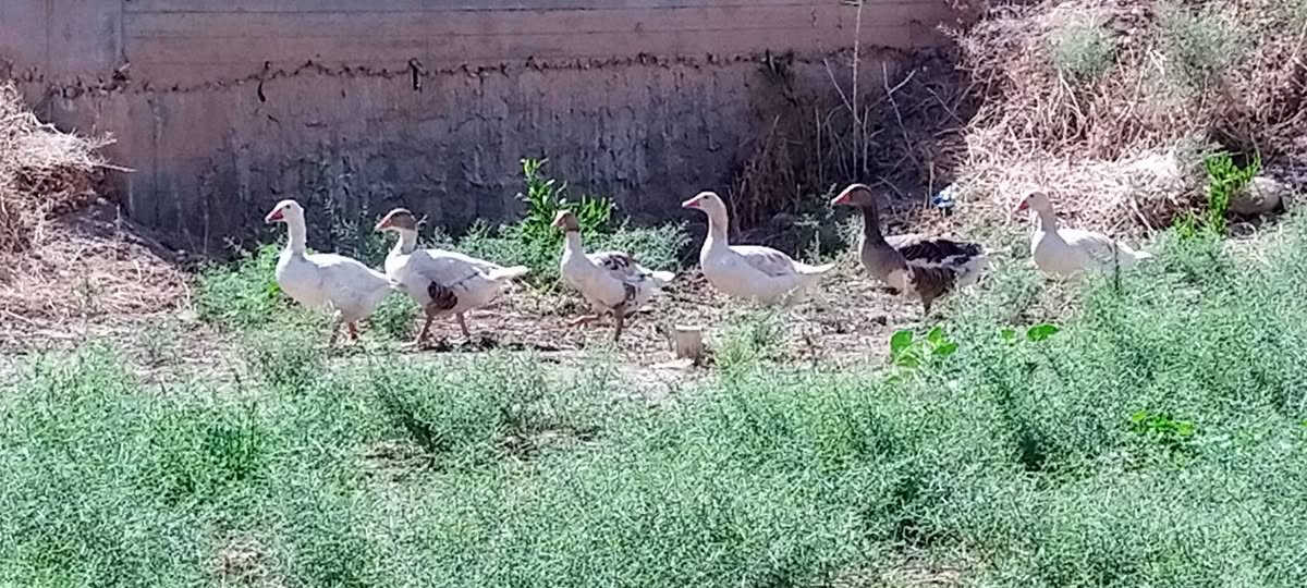 متاح دجاج ثمانيه مع ديك ابو رقيبه مع شيني اثنين مع وز العدد 6 المكان ديالى السعديه رقم***********
