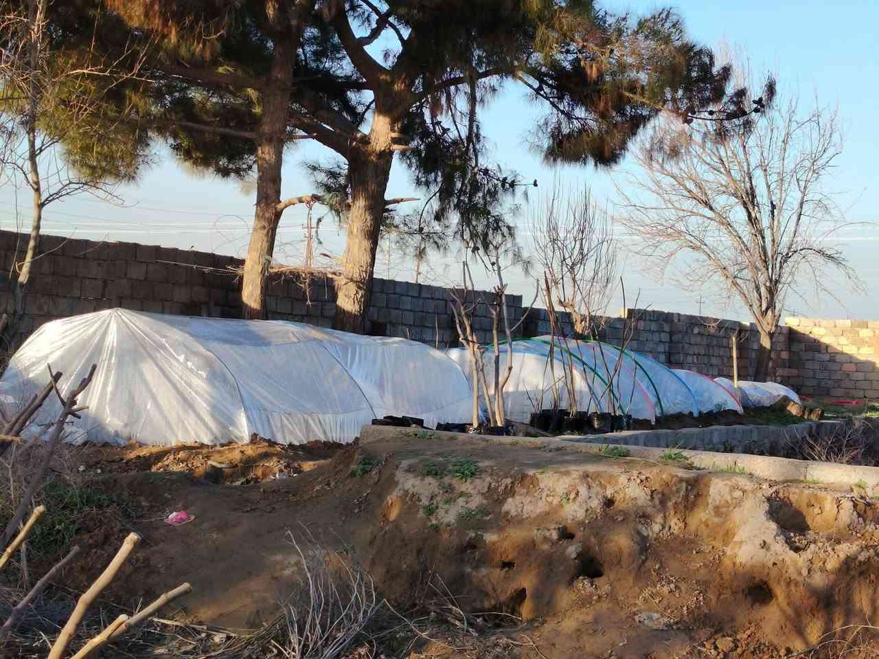 احسن شتلات تین متوفر بسعر من ١٠ تألف ل٣ تألف الشتله
🟨 تین اصفر عسلی تركي عمر سنه
⬛️ تین اسود بني مسلم عمر ٤ سنوات شرط جذر
◾️تین اصفر  عسلی الاسبانی عمر سنه

اارتفااع الشتله ١٧٥ سم الى مترين

عنون ناحية حمام العليل

 نقطه داله قرب ملعب قبر العبد الرياضي

واتساب ***********
خدمة توصيل عل مشتريه موجود
