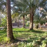 شارع الحافظ • ٣٠٠م • طابو