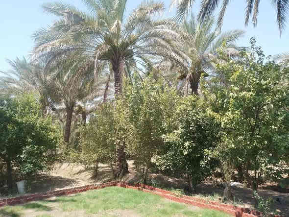 للبيع مزرعه 2دونم ملك صرف يحتوي على بيت 🏡دار استراحه الواجهه 80 النزال 62نخيل الوان🌴🌴 +اشجار مثمرة🌳🌳🌲 ماء سقي من بحيرة شط  + كهرباء+ سحب مولده 
بغداد الراشدية قرب البحيرة ***********
السعر خاص
