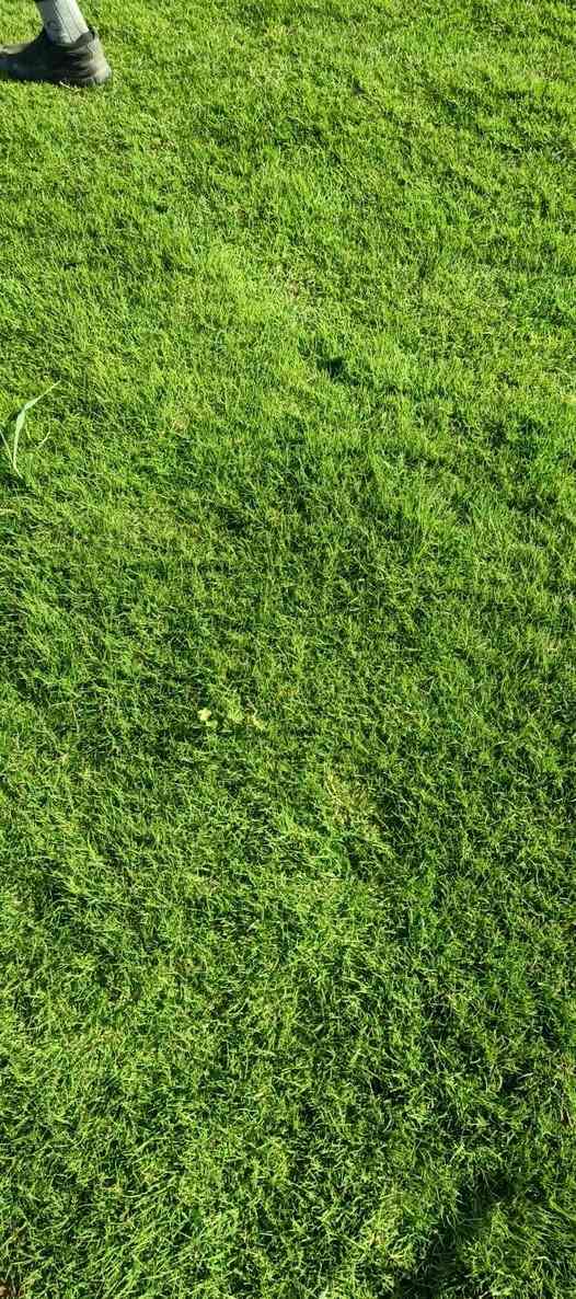 🌳 ثيل طبيعي من أجود الأنواع.. خضرة تدوم وأناقة تبهج! 🌳
مناسب للاستخدام في:
🏡 المنازل | 🌿 الحدائق | ⚽ الملاعب | 🏢 الدوائر | 🏗️ المشاريع الاستثمارية

🟢 أنواع متوفرة لدينا:
فرنسي – إيطالي – أمريكي – هندي – إسباني – إنكليزي
💚 نوعيات ممتازة بأسعار مناسبة جداً
📦 وقابل للتفاوض للكميات الكبيرة

✅ تجهيز كميات كبيرة للمشاتل والملاعب
✅ كادر متخصص بالزراعة والتركيب السليم
✅ نوصل لك لباب البيت، بأسرع وقت!

📞 للحجز أو الاستفسار تواصل معنا الآن

***********
#ثيل_طبيعي #خضرة_دائمة #زراعة_ثيل #ملاعب #مشاتل #أسعار_تنافسية
