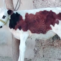 حولية سمتال • اصلية • الشرقاط الخضرانيه
