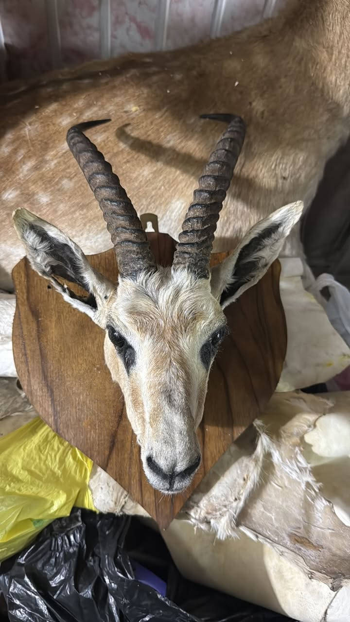 عطاريات سيد حيدر البيع كافة المحنطات


**إذا كنت صاحب هذا الإعلان وتريد حذفه لأي سبب، رجاءا أرسل رسالة إلى الدعم الفني**